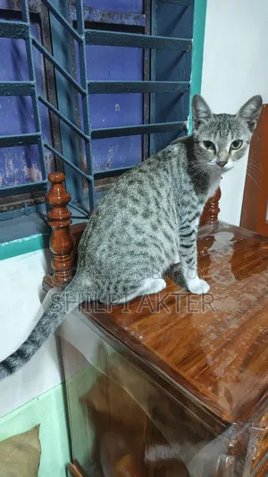 1+ Year Female Mixed Breed Bengal