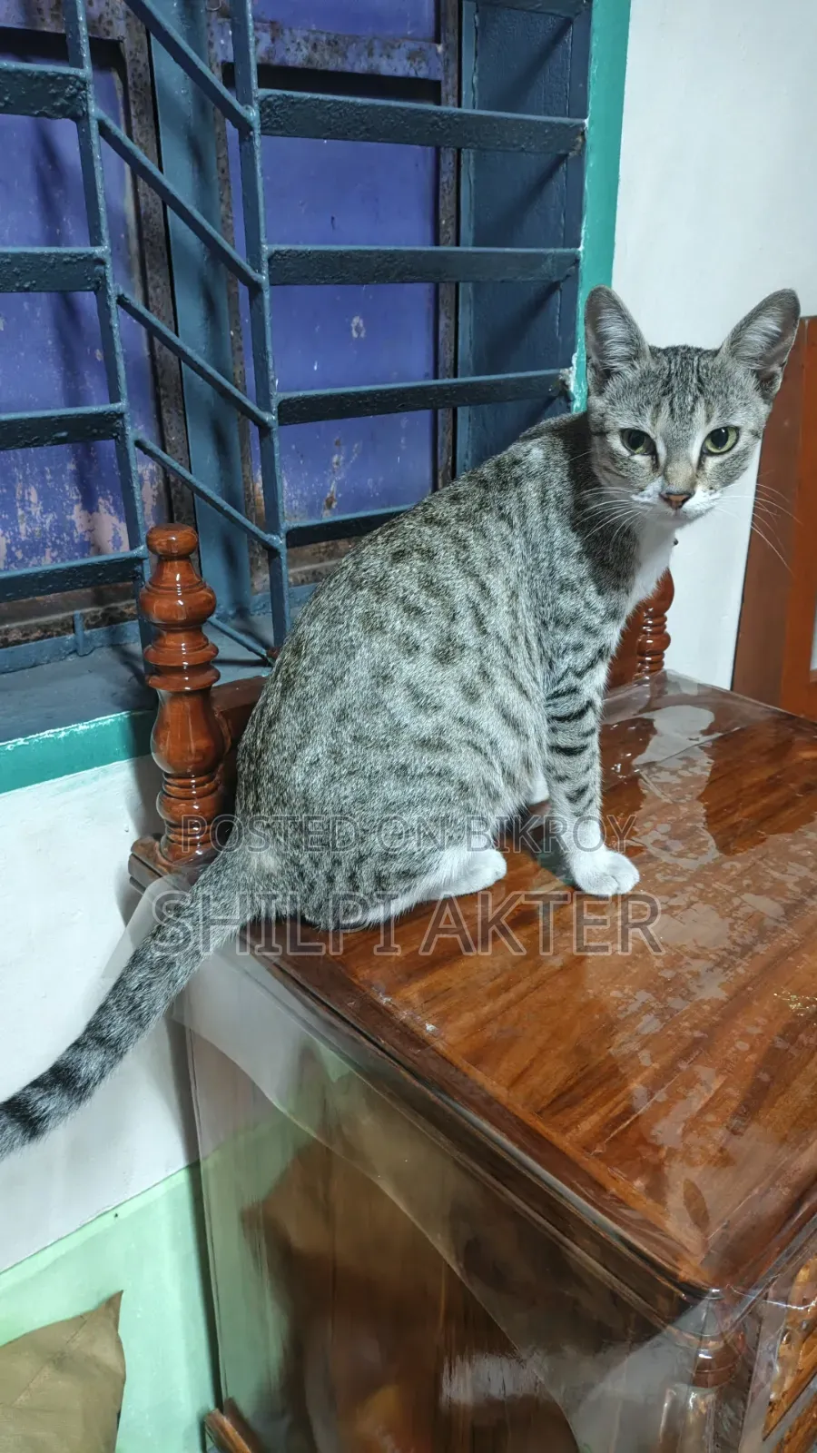1+ Year Female Mixed Breed Bengal