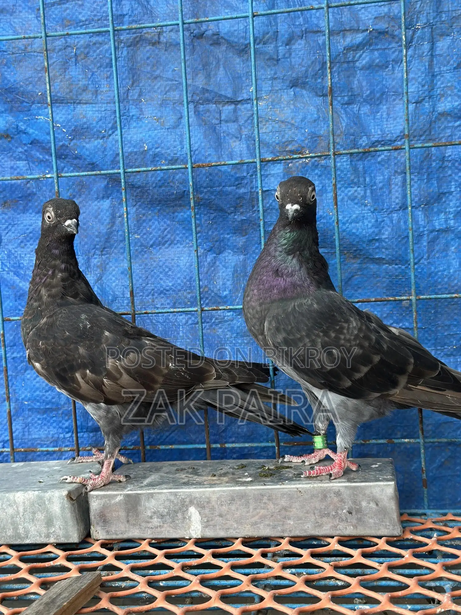Budapest Highflying Pigeon