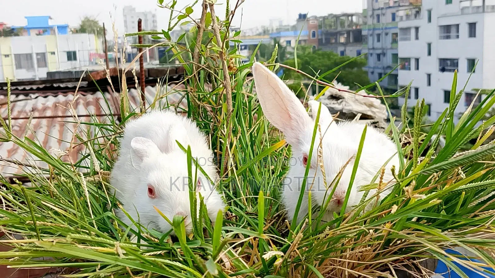 Selling some baby rabbits