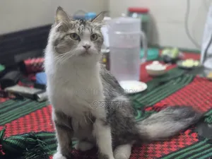 1+ Year Female Purebred Persian
