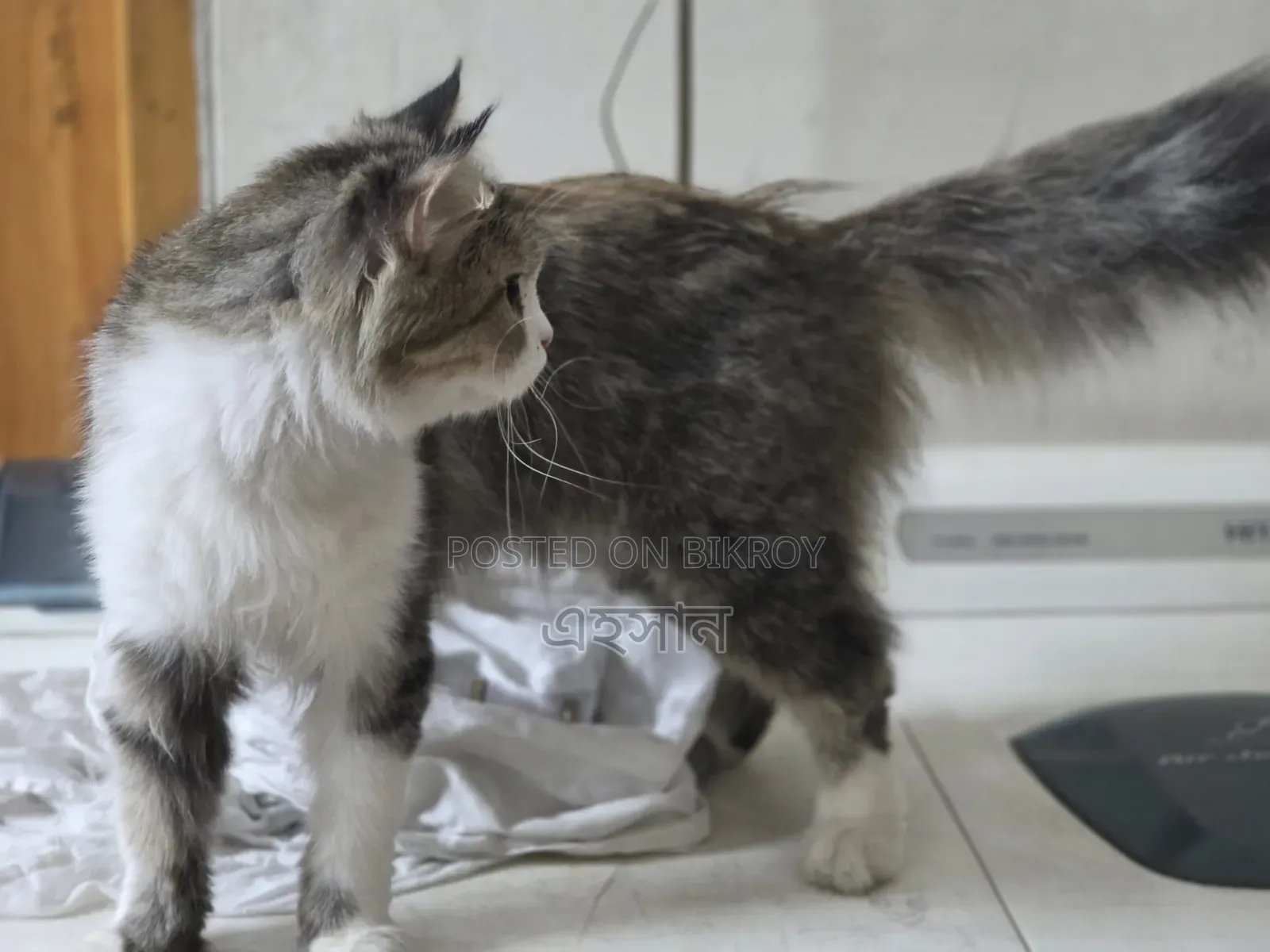 1+ Year Female Purebred Persian