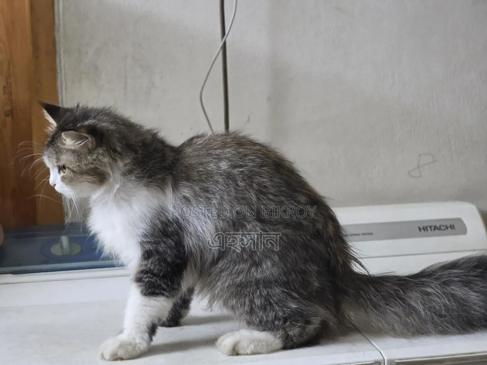 1+ Year Female Purebred Persian