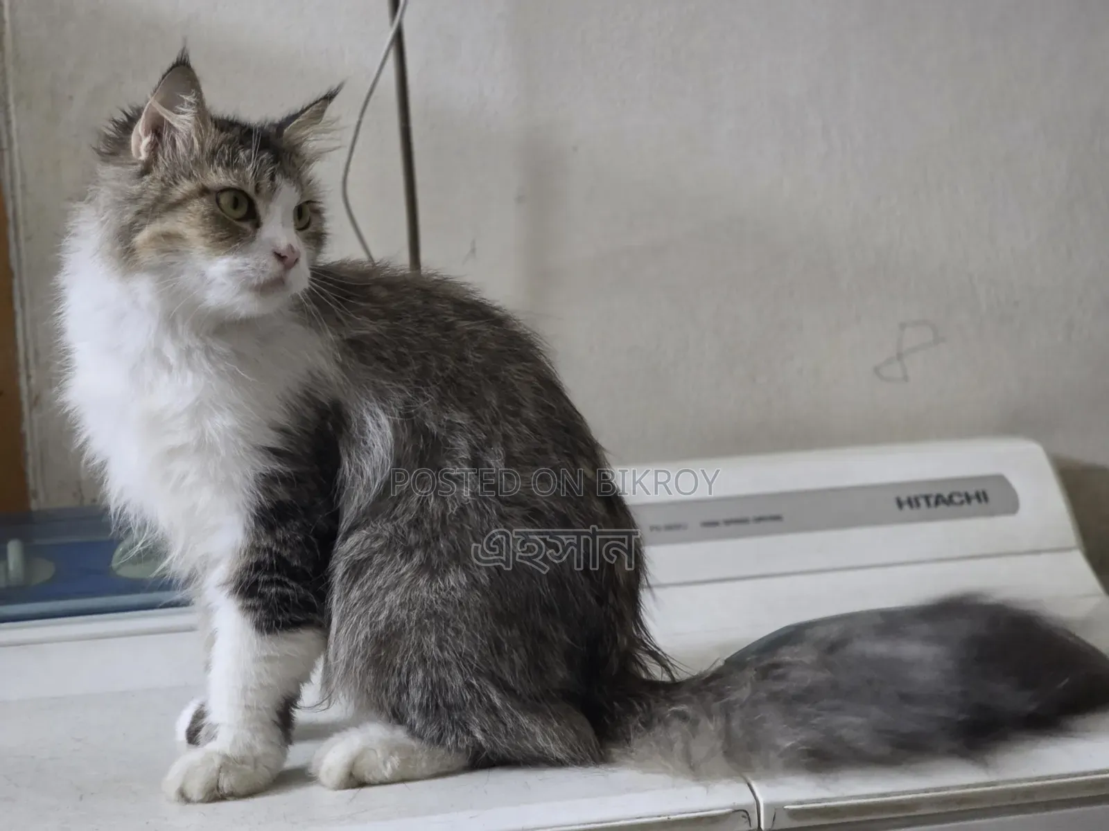 1+ Year Female Purebred Persian