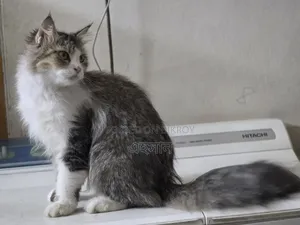 1+ Year Female Purebred Persian