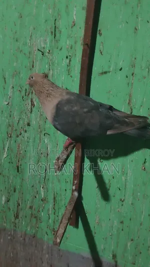 ২টি চোয়া চন্দন নর বিক্রি হবে