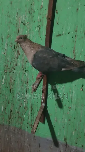 2 Choya Chondon Male Pigeons for Sale
