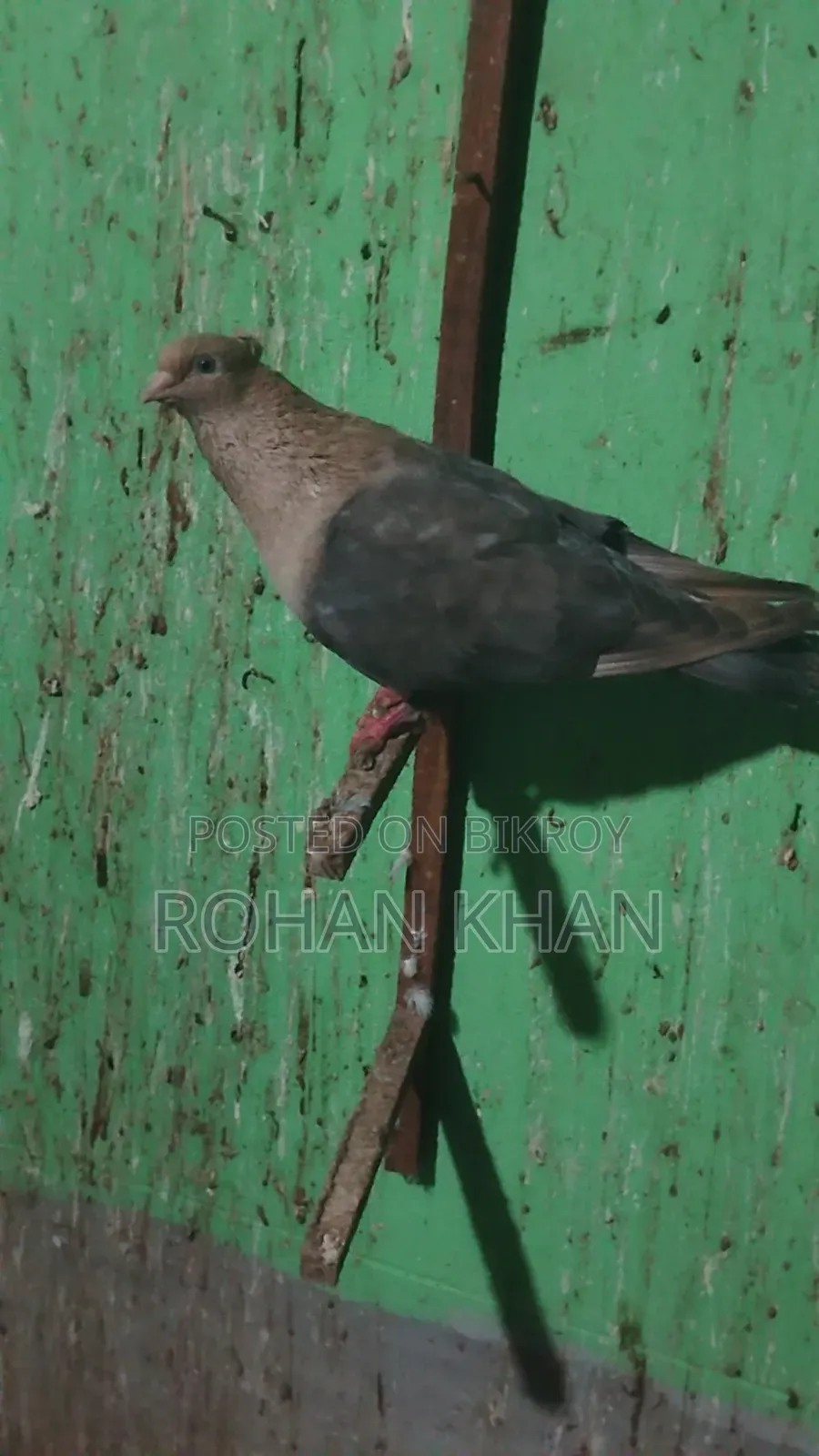 2 Choya Chondon Male Pigeons for Sale