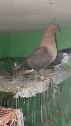 2 Choya Chondon Male Pigeons for Sale