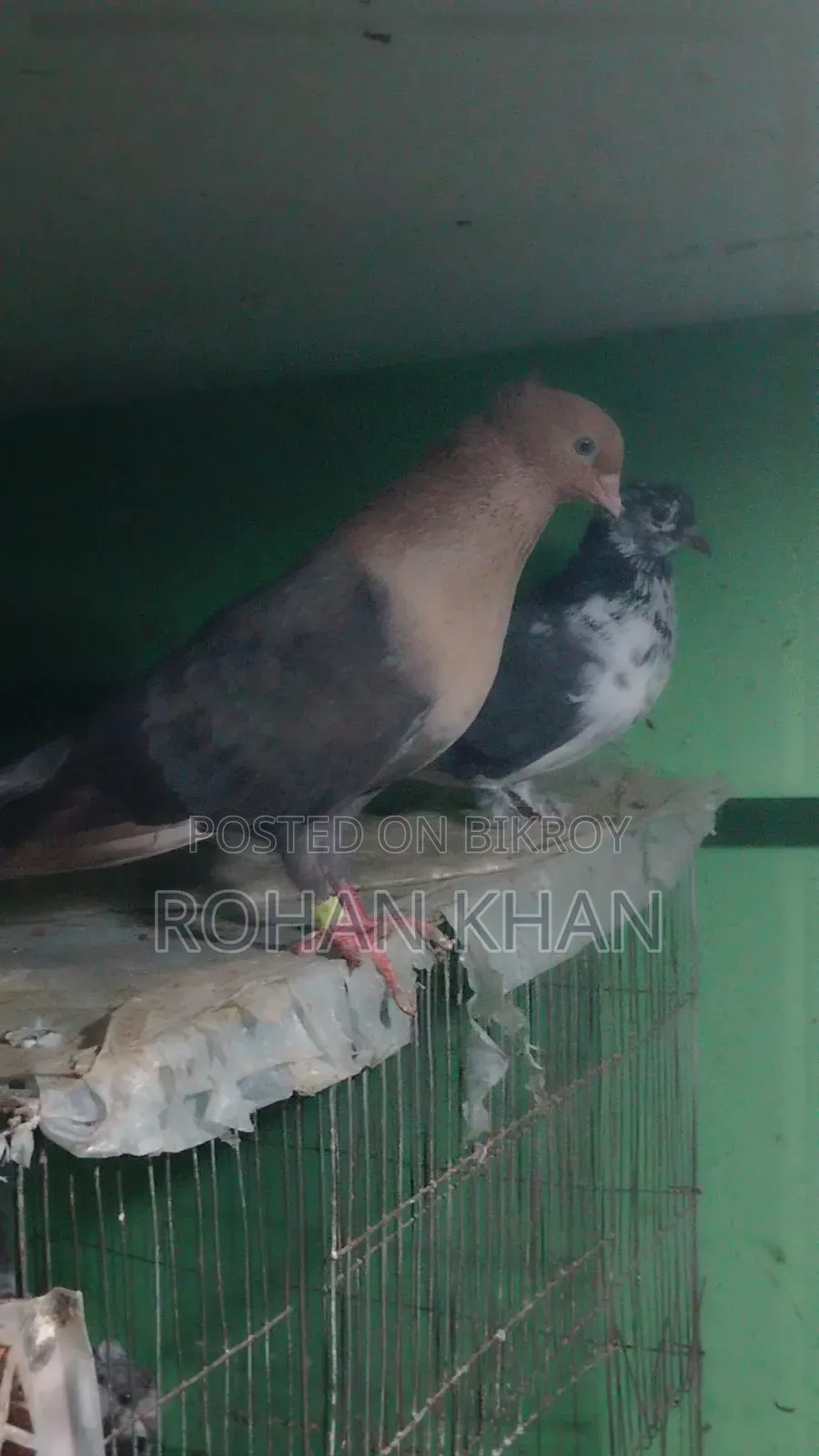 2 Choya Chondon Male Pigeons for Sale