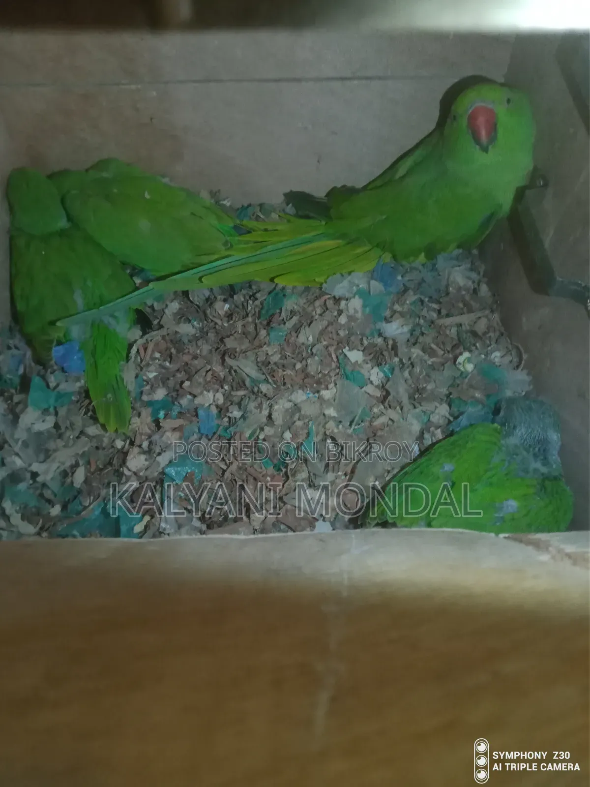 Parrot Chicks
