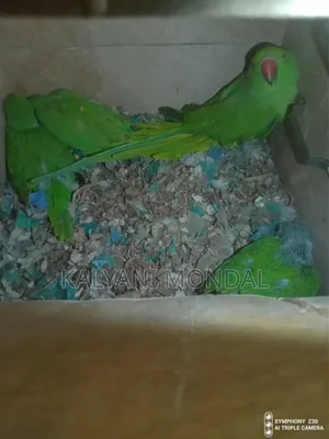 Parrot Chicks