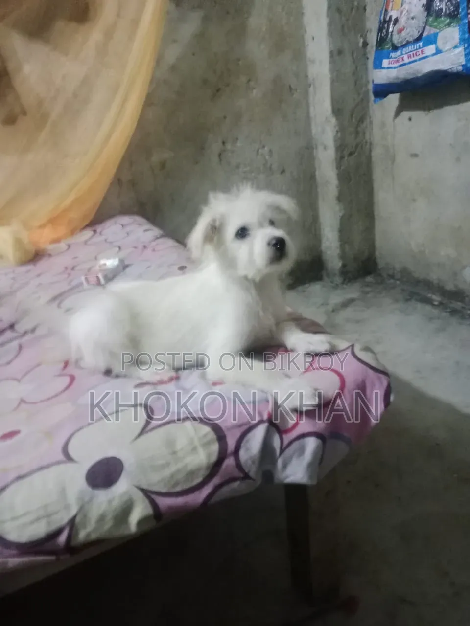 1-3 Months Male Purebred Dogo Argentino