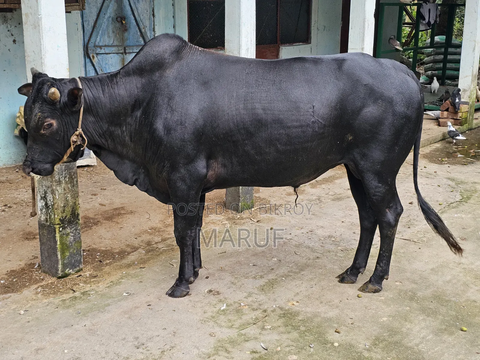 ২টি ষাড় গরু