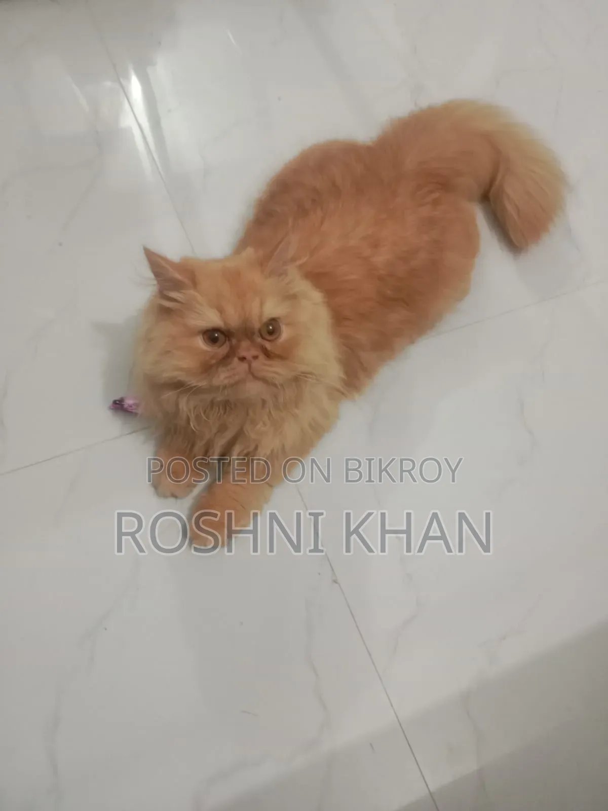 1+ Year Female Purebred Persian