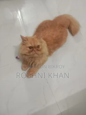 1+ Year Female Purebred Persian