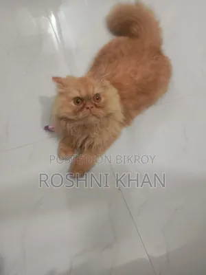 1+ Year Female Purebred Persian