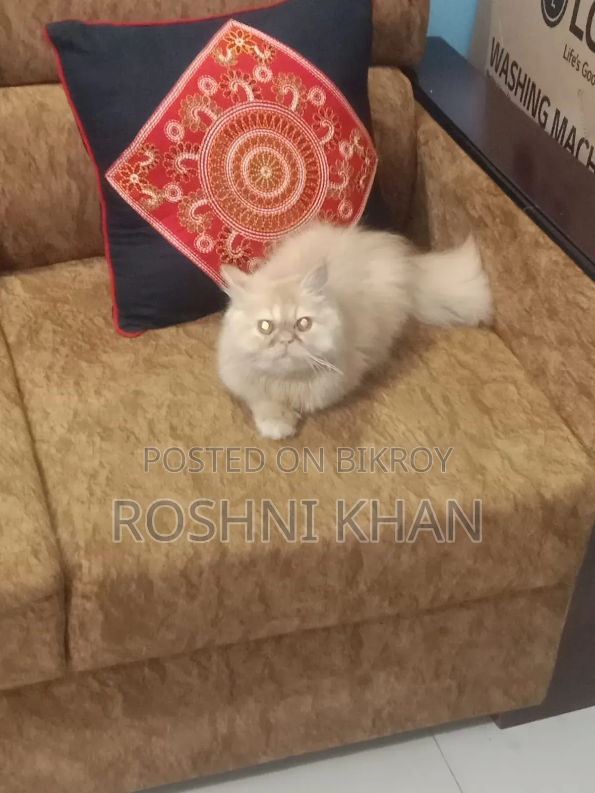 1+ Year Female Purebred Persian