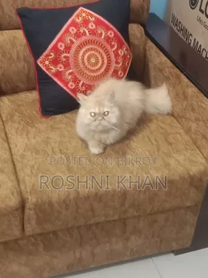 1+ Year Female Purebred Persian