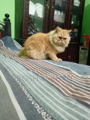 1+ Year Female Purebred Persian