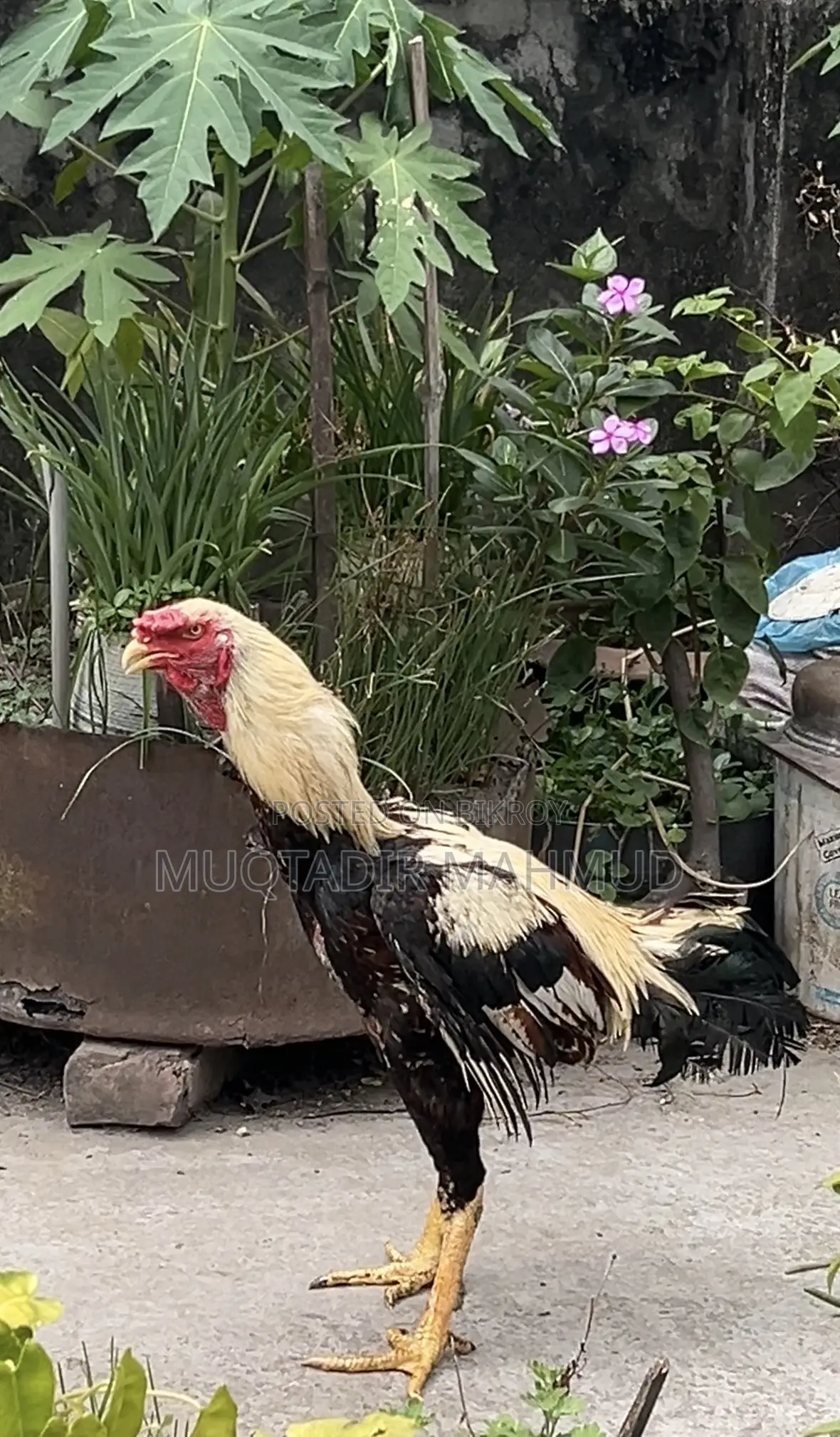 হাসলি মোরগ