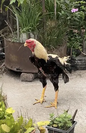 Asili Cock