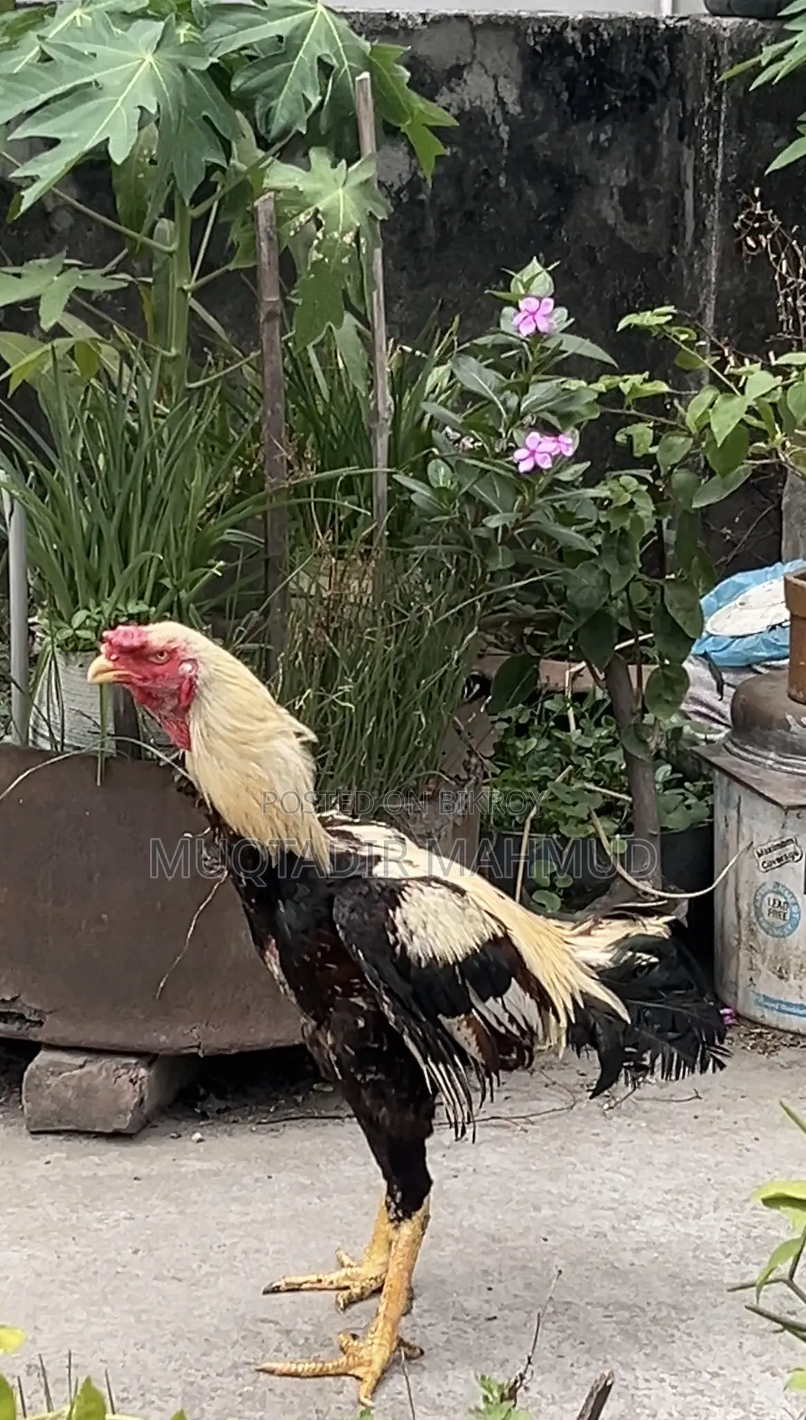 হাসলি মোরগ