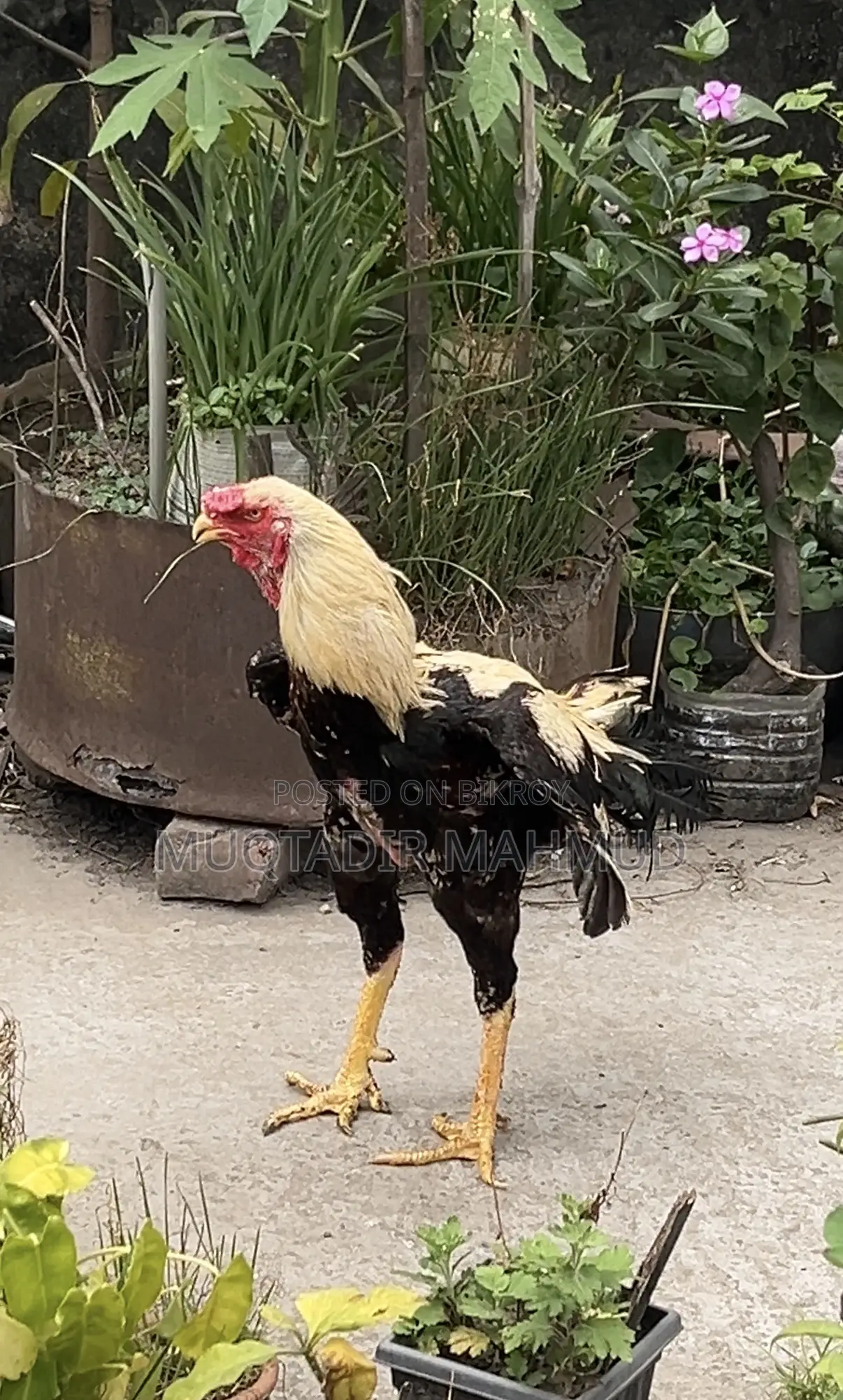 হাসলি মোরগ