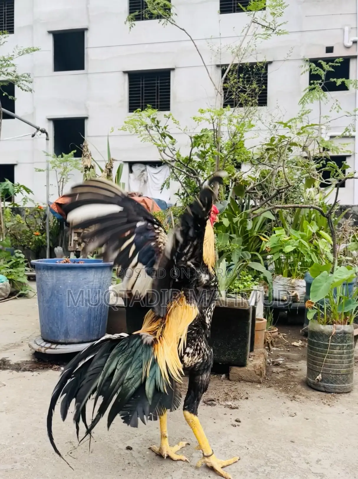 হাসলি মোরগ