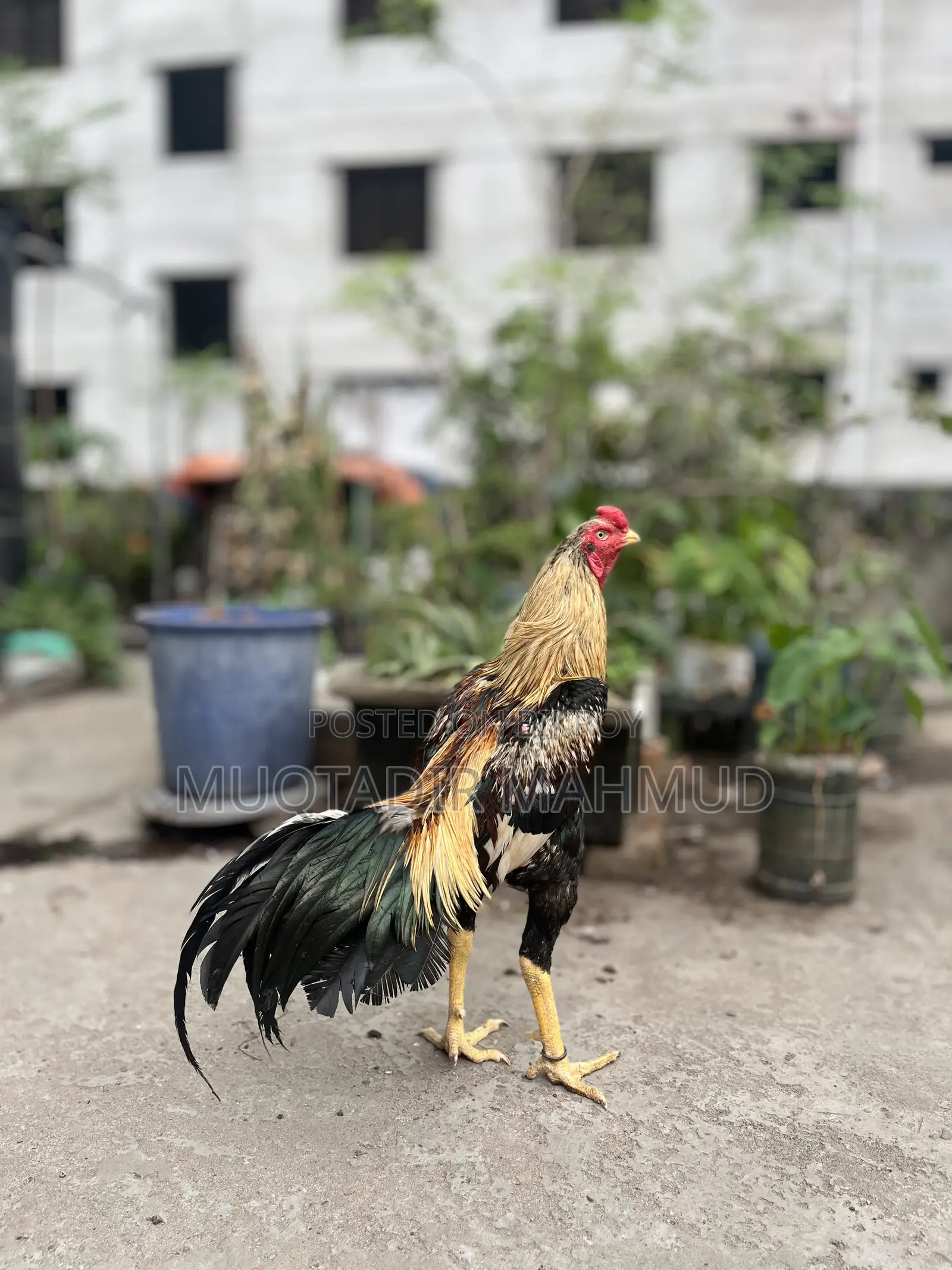 হাসলি মোরগ