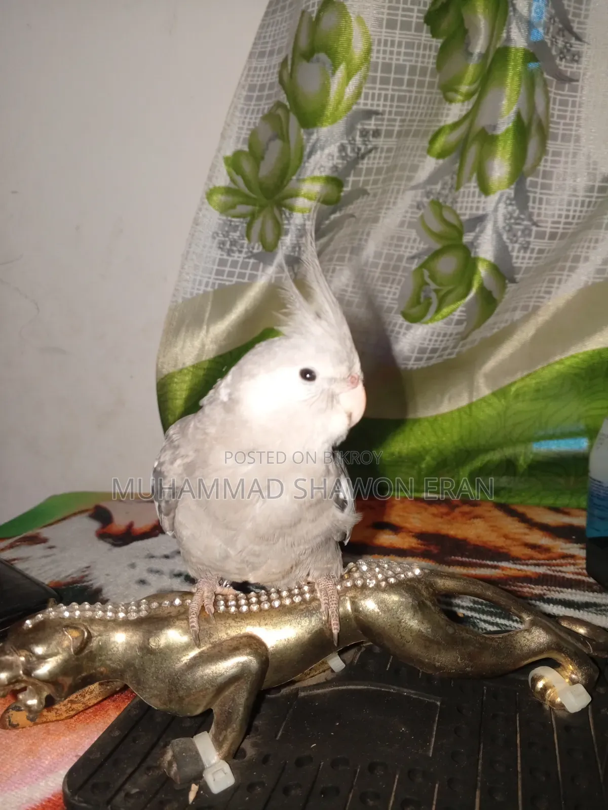 Cockatiel Bird