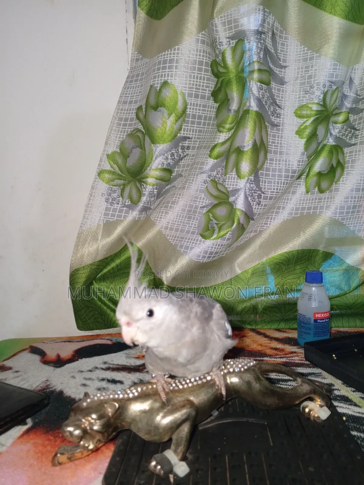 Cockatiel Bird