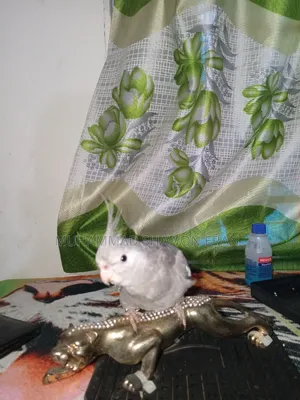 Cockatiel Bird