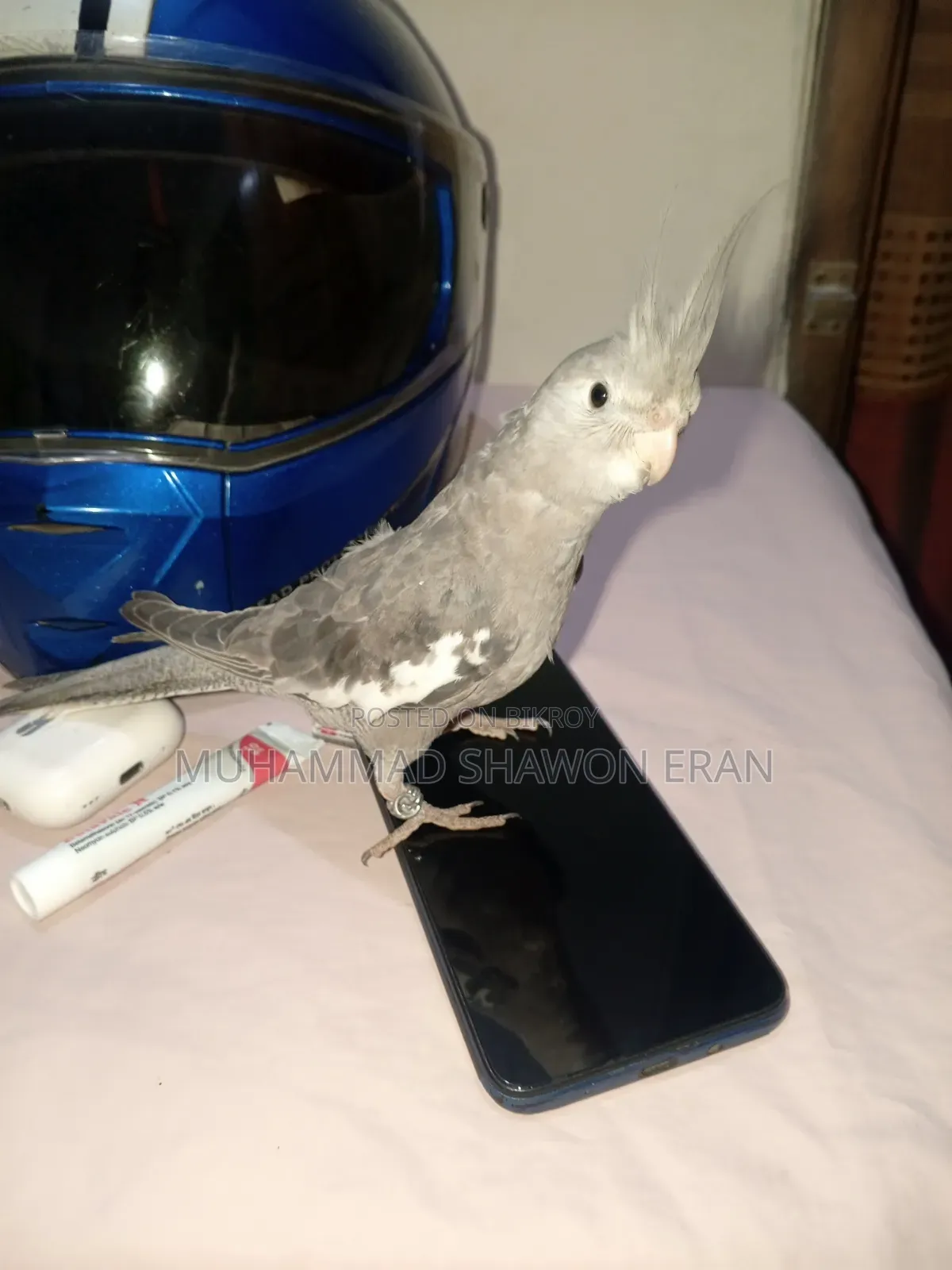 Cockatiel Bird
