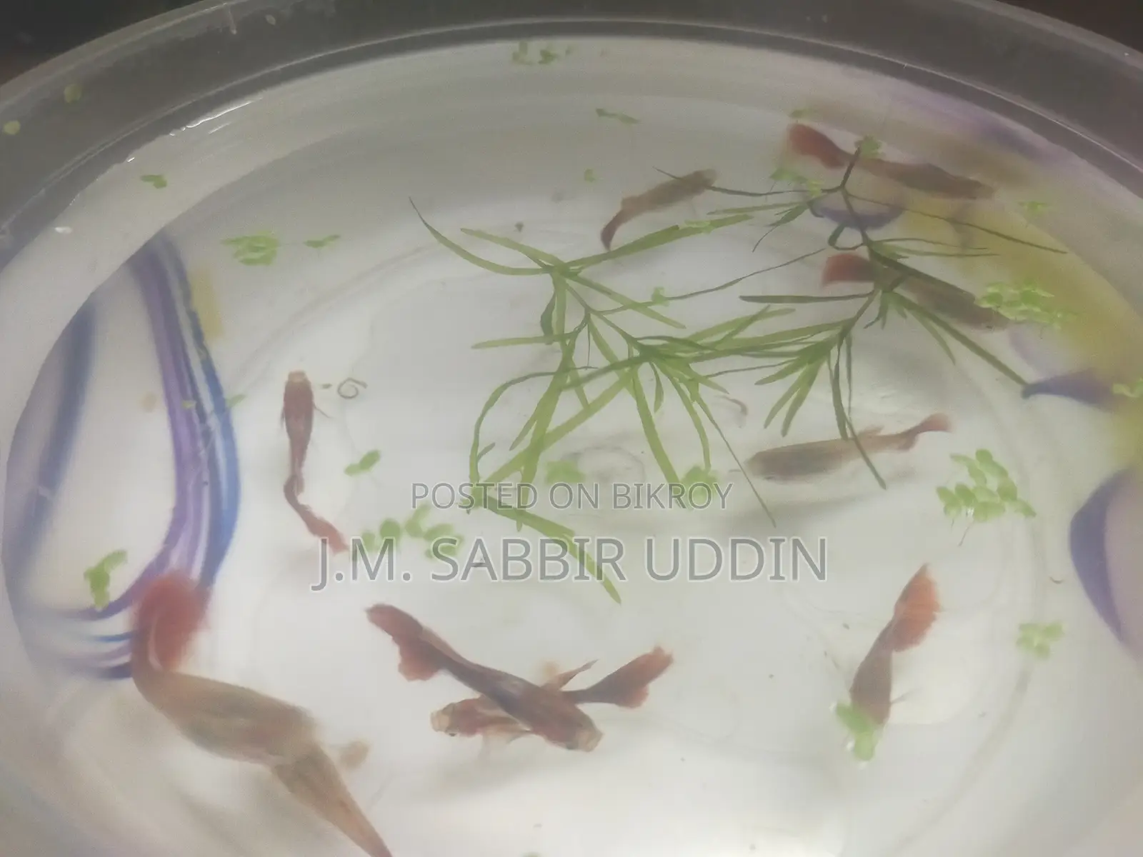 Full Red Rose Guppy