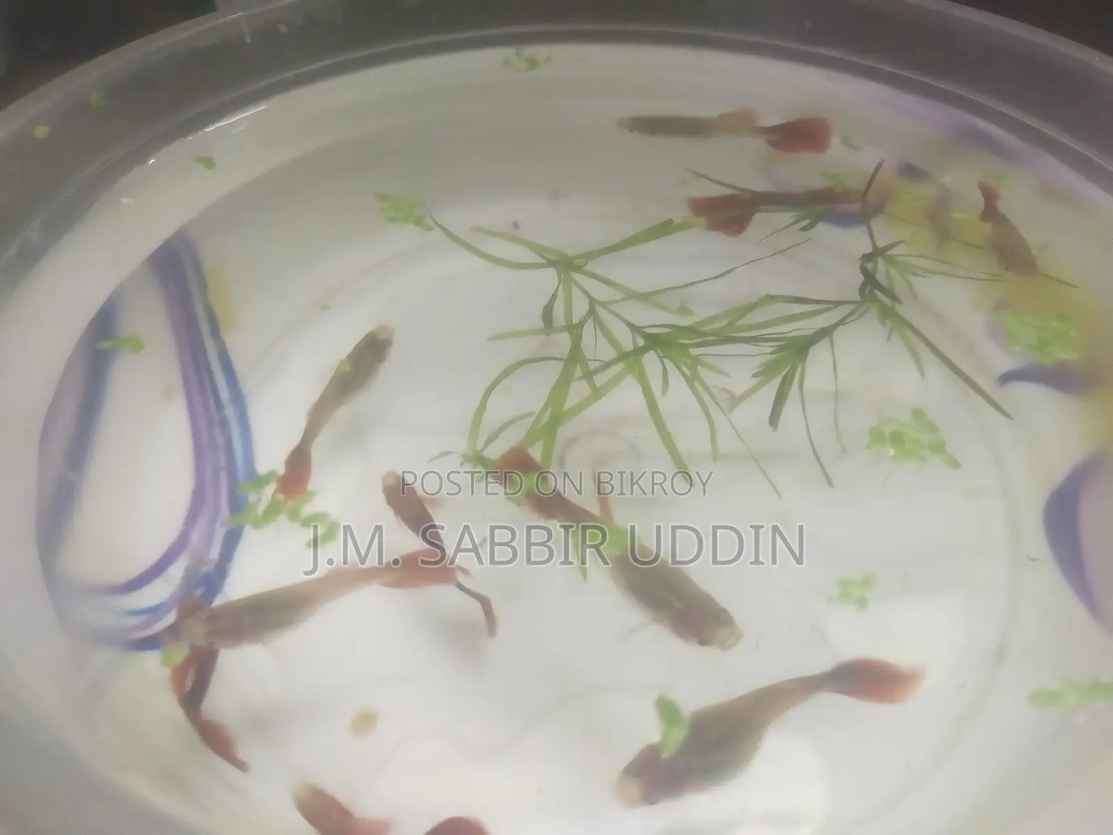 Full Red Rose Guppy