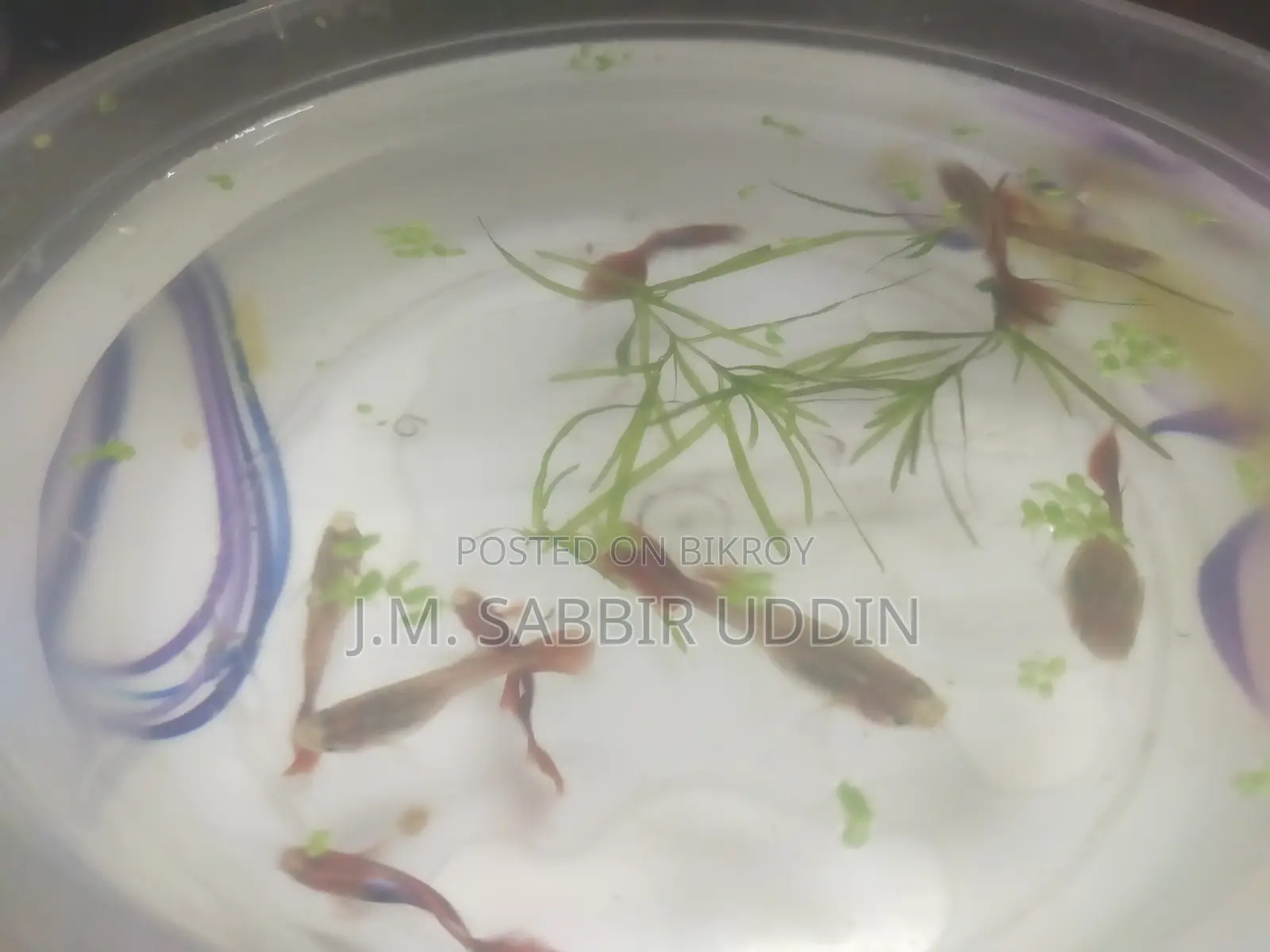 Full Red Rose Guppy