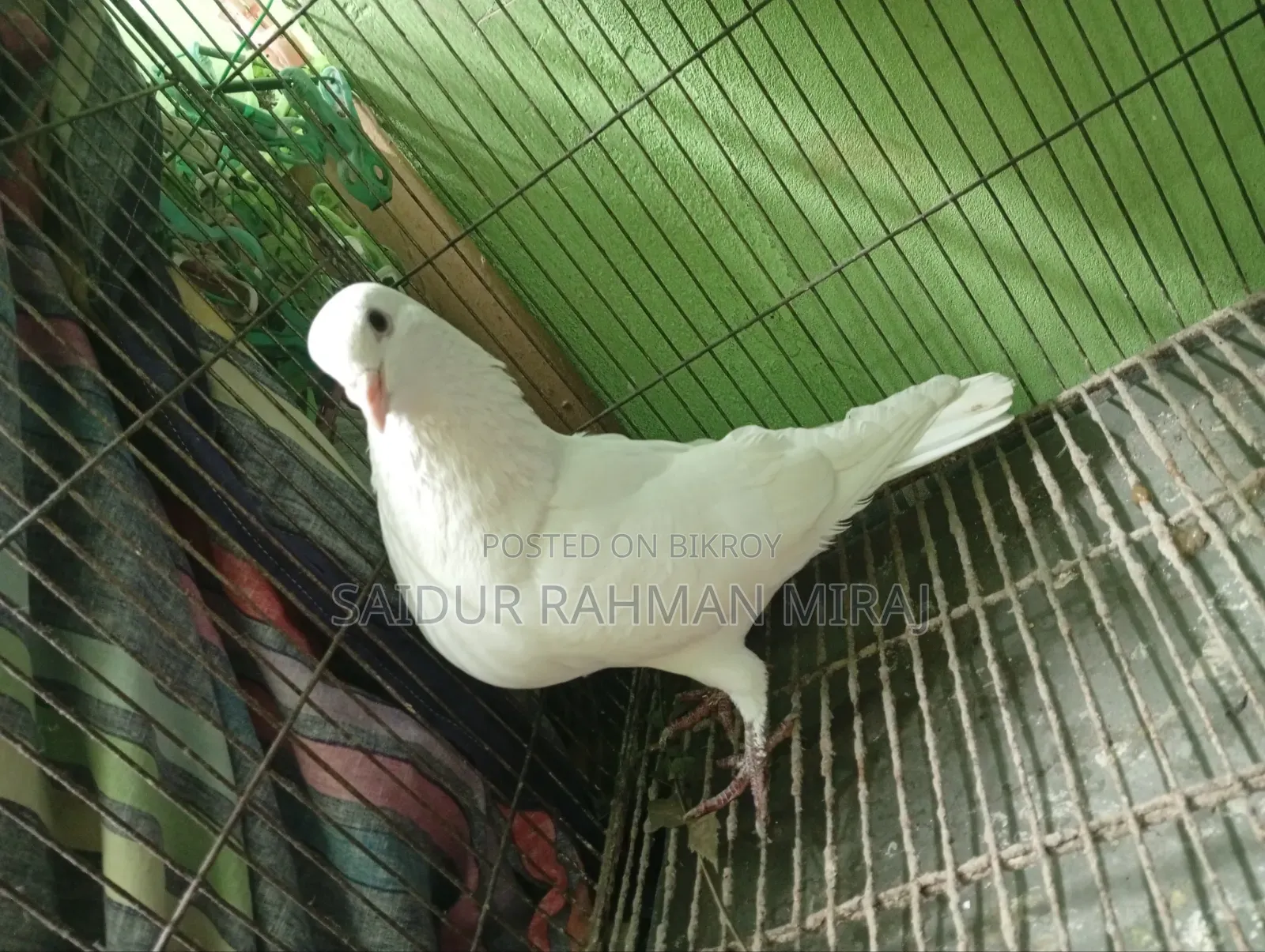 Kagji Pigeon