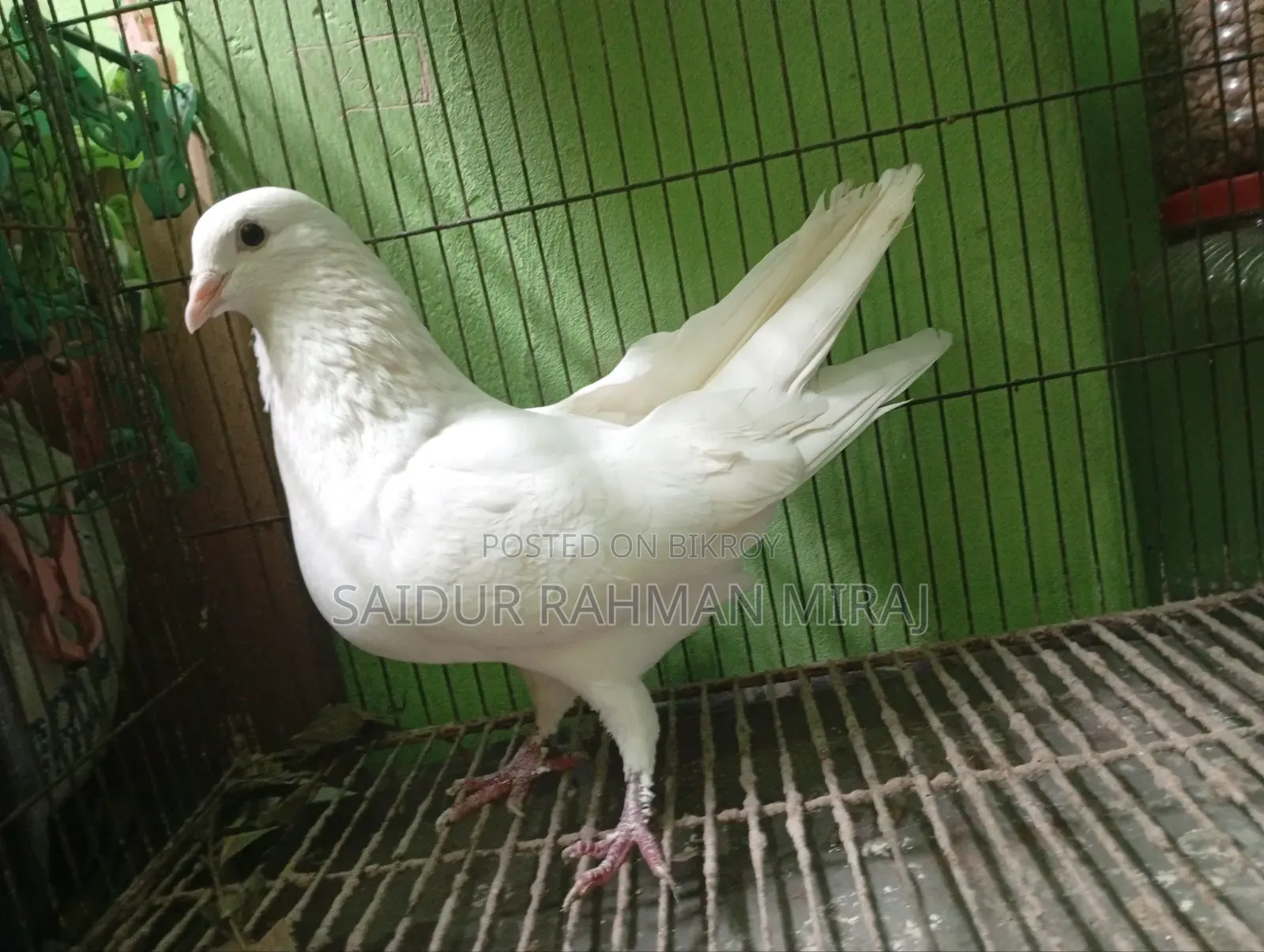 Kagji Pigeon