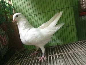 Kagji Pigeon