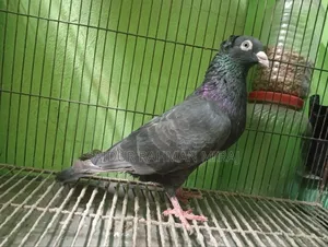 Pigeon Homa
