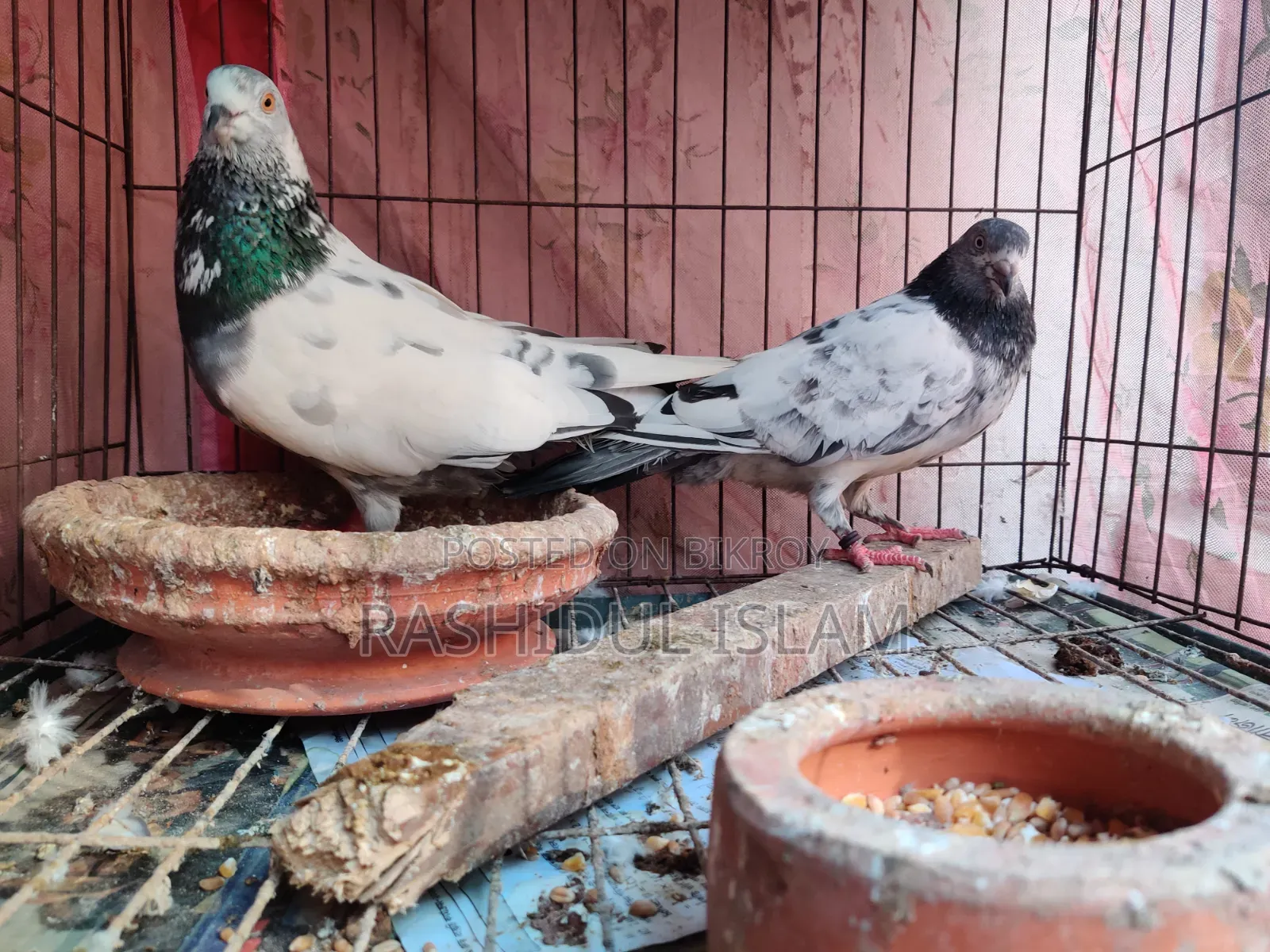 A pair of pigeons for sale.