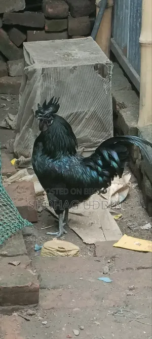 কাদকনাথ ২-৩ মাস বয়সী মোরগ,মুরগী
