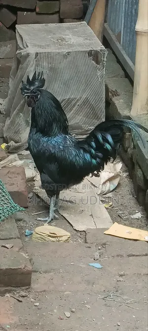 কাদকনাথ ২-৩ মাস বয়সী মোরগ,মুরগী