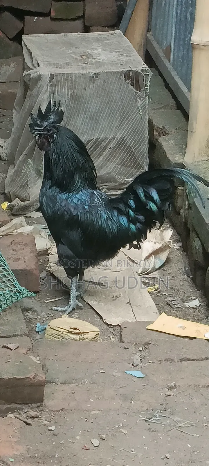 কাদকনাথ ২-৩ মাস বয়সী মোরগ,মুরগী