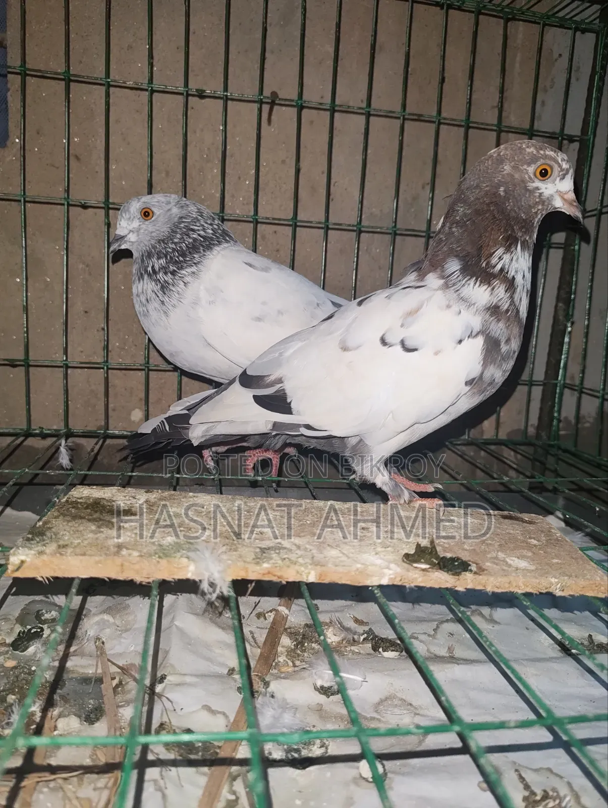 A Pair of Running Giribaj Pigeons