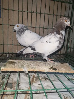 A Pair of Running Giribaj Pigeons