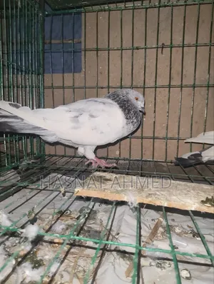 A Pair of Running Giribaj Pigeons