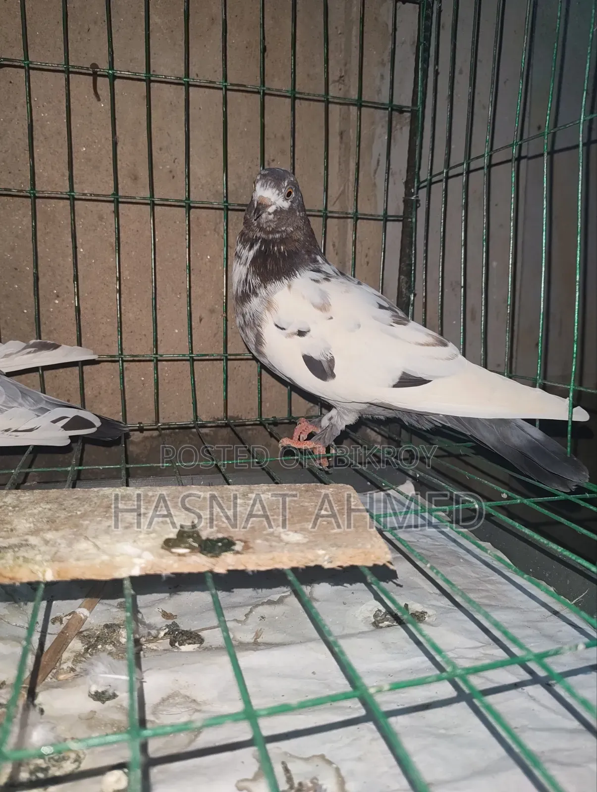A Pair of Running Giribaj Pigeons