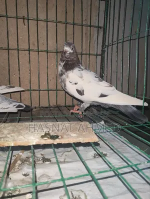 A Pair of Running Giribaj Pigeons